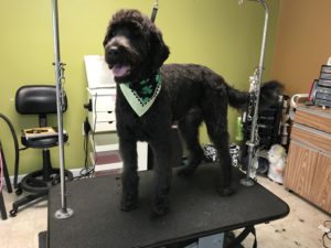 Dog Full Groom