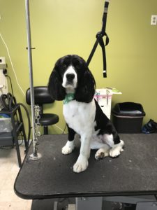 Dog Full Groom