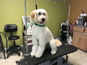 Dog Full Groom