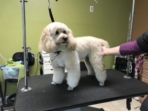 Dog Full Groom