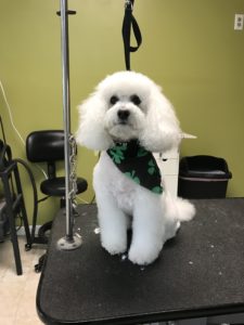 Dog Full Groom